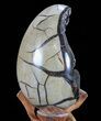 Septarian Dragon Egg Geode - Black Crystals #72053-2